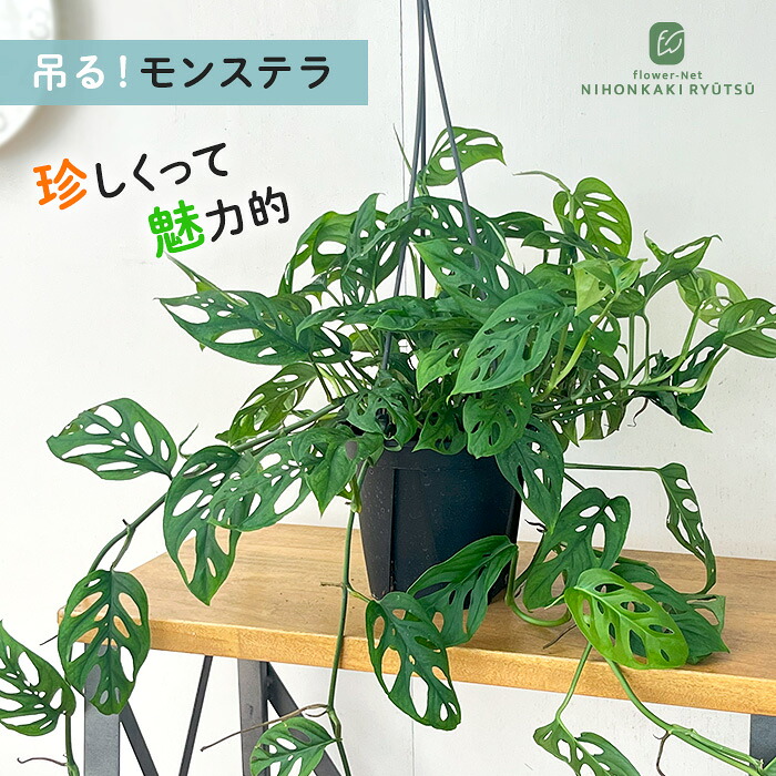 楽天市場】観葉植物 モンステラ オブリクアエクスピラータ 5号 吊り鉢