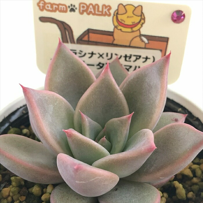 楽天市場】多肉植物 plkエケベリア （リラシナ×リンゼアナ）×コロ