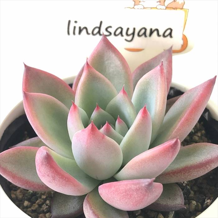 楽天市場】多肉植物 plkエケベリア リンゼアナ （lindsayana） 多肉