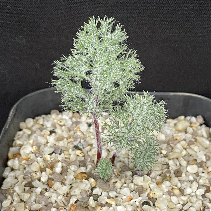 楽天市場】多肉植物 caエリオスペルマム パラドクサム 霧氷玉 実生