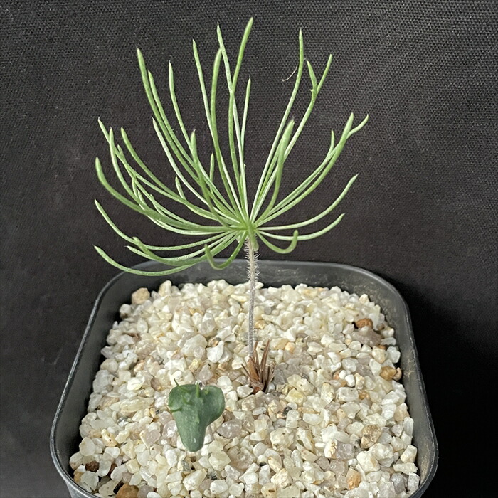 楽天市場】多肉植物 caエリオスペルマム プロリフェルム 実生 ケープ