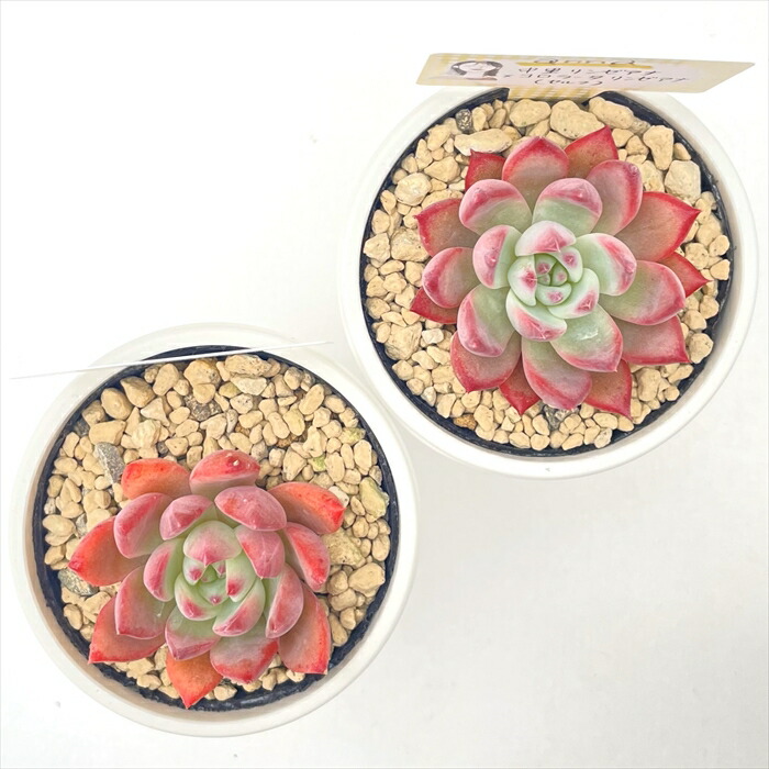 楽天市場】多肉植物 annaエケベリア 中里リンゼアナ×コロラータリンゼ