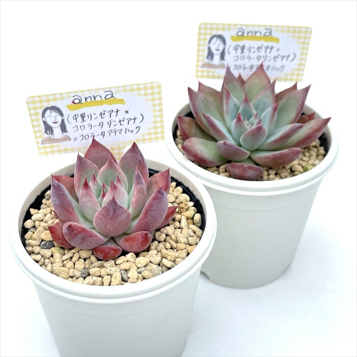 楽天市場】多肉植物 annaエケベリア （中里リンゼアナ×コロラータ