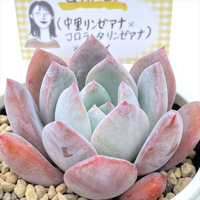 楽天市場】多肉植物 annaエケベリア （中里リンゼアナ×コロラータ