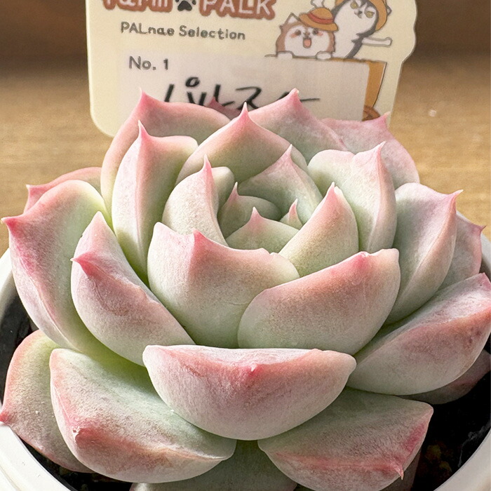 楽天市場】多肉植物 PAL nae セレクション No.001 パルスノー 多肉植物