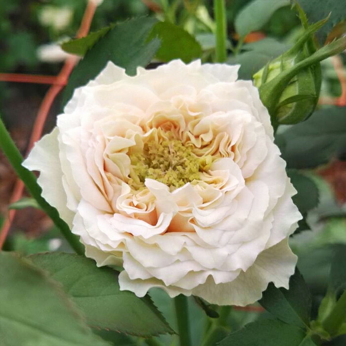 楽天市場】予約販売 バラ苗 バラ新苗 MONSTER 契約品種 薔薇 ばら 国産