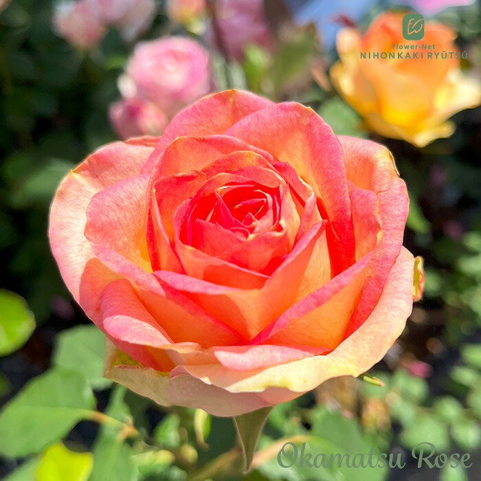 楽天市場】予約販売 バラ苗 バラ新苗 アーニャ 契約品種 薔薇 ばら