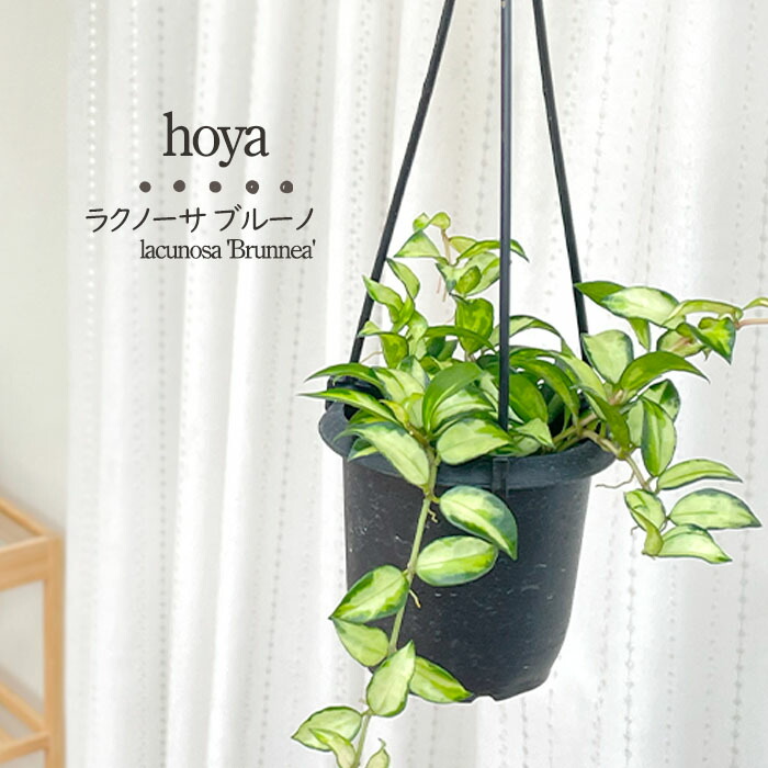 楽天市場】予約販売 観葉植物 ホヤ ラクノーサ ブルーノ 3号 吊り鉢