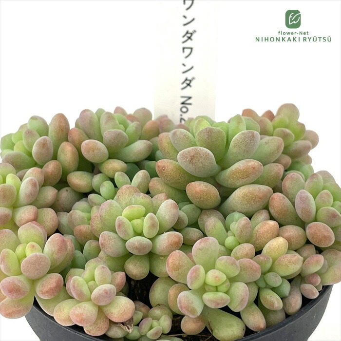 楽天市場】多肉植物 hstセダム ワンダワンダ No.2 多肉植物 星つぶや