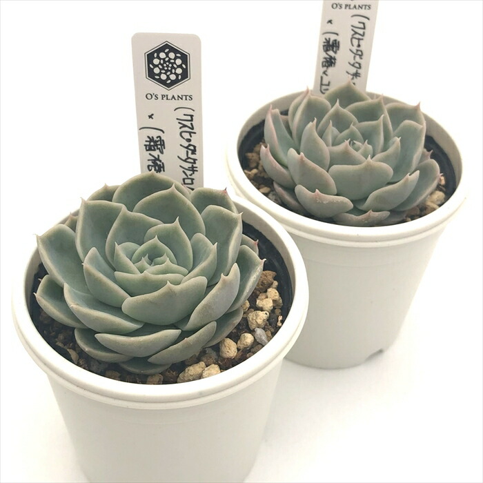 楽天市場】多肉植物 O'sエケベリア （クスピダータサンロベルト