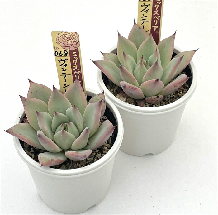 楽天市場】多肉植物 oriミックスベリア No.068 ヴィンテージレター