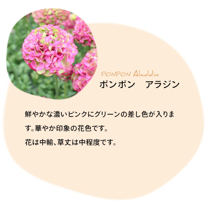 楽天市場】ラナンキュラス ポンポンシリーズ 苗 ポンポン アラジン