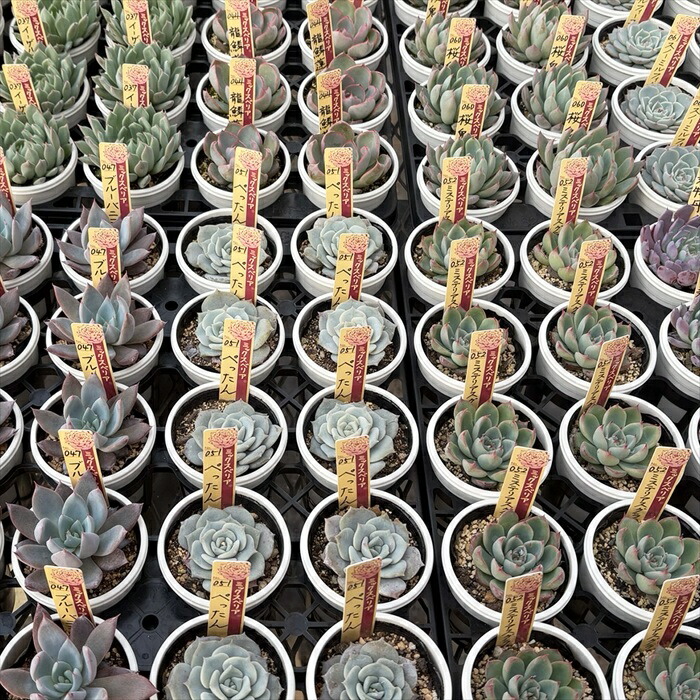 楽天市場】多肉植物 oriミックスベリア No.010 青鬼 多肉植物 お