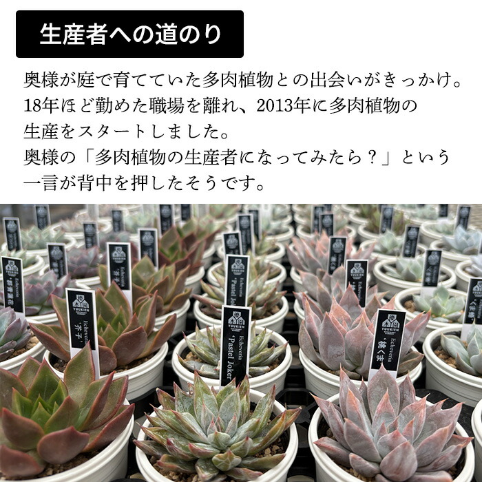 楽天市場】多肉植物 yukエケベリア くま蜂 多肉植物 優木園さんの苗