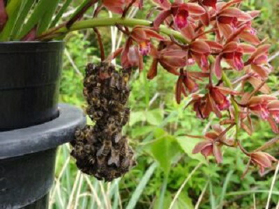 楽天市場】キンリョウヘン 金稜辺 日本ミツバチを集めるお花 花芽つき