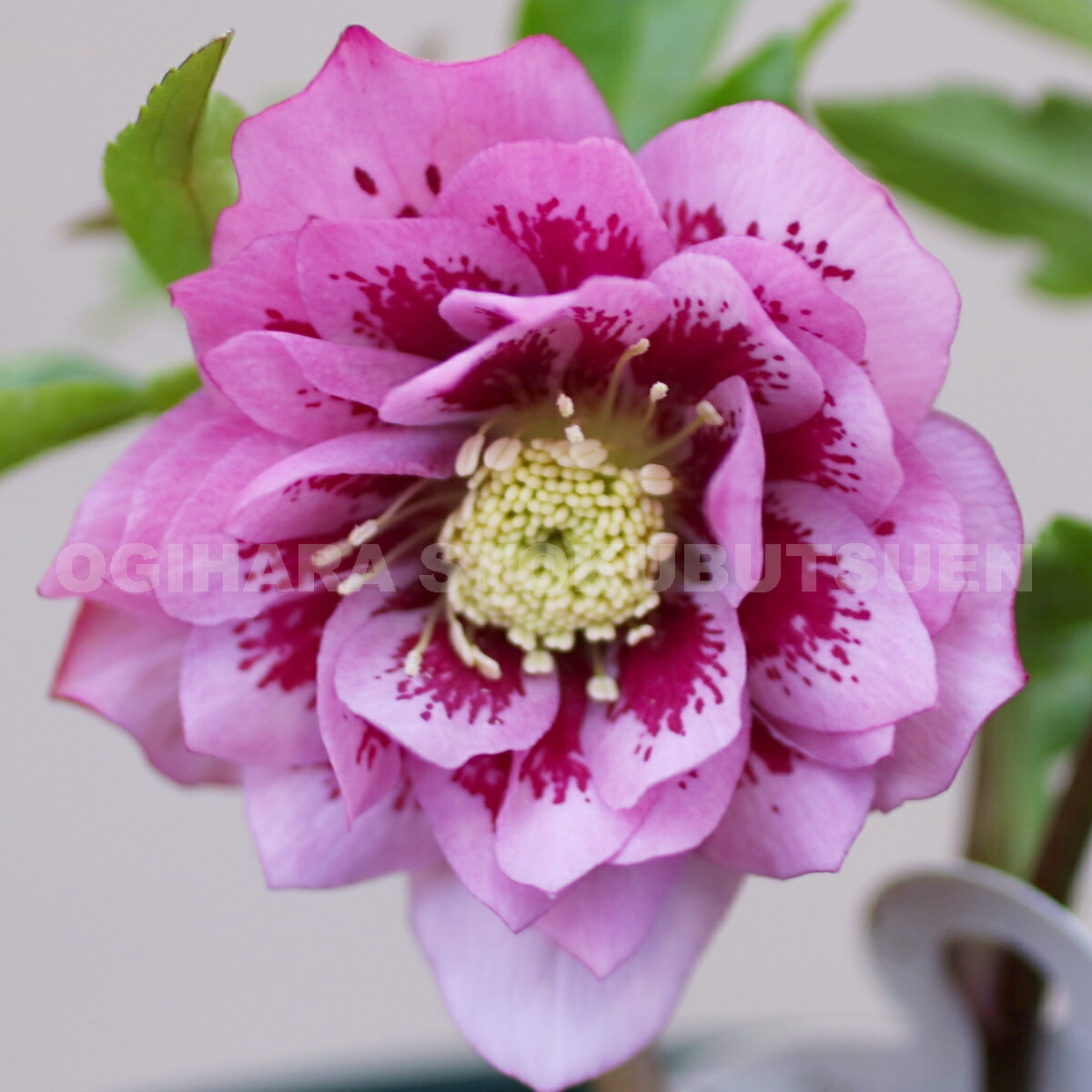 102dbw-1r.jpg