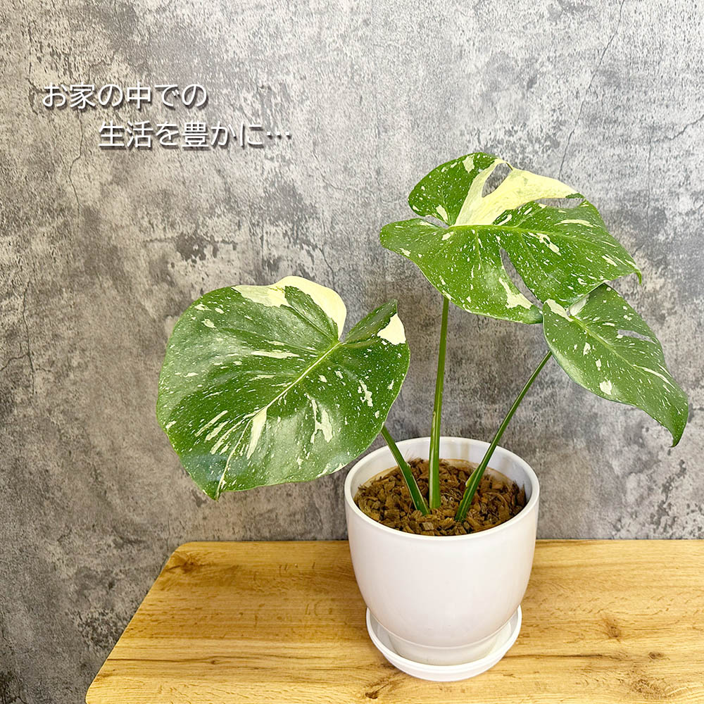 楽天市場】【店内全品2個同時購入10％OFFクーポン配布中】 観葉植物