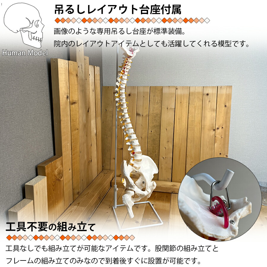 楽天市場】人体模型 骨 等身大 脊椎 模型 実物大 90センチ 脊髄骨盤