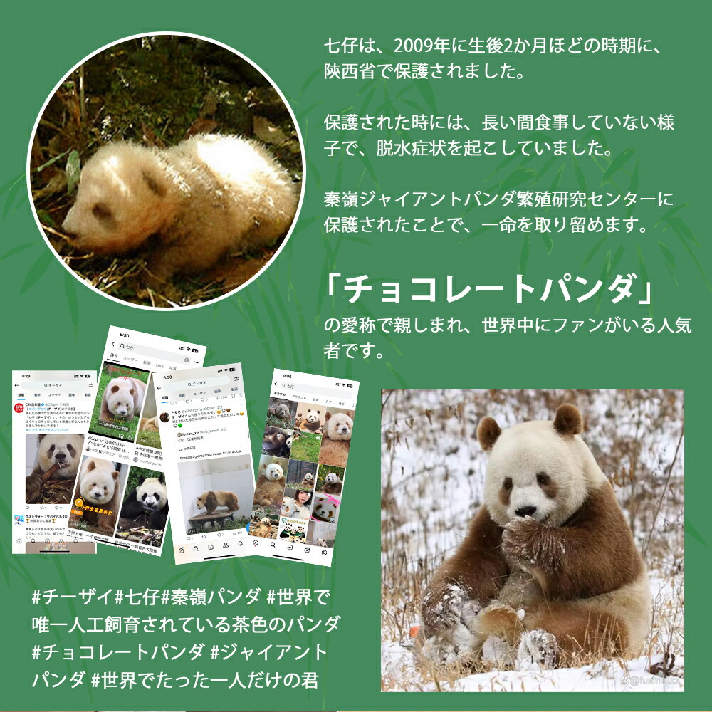 楽天市場】【ギフト対応無料】【世界唯一 茶色 チョコレート パンダ