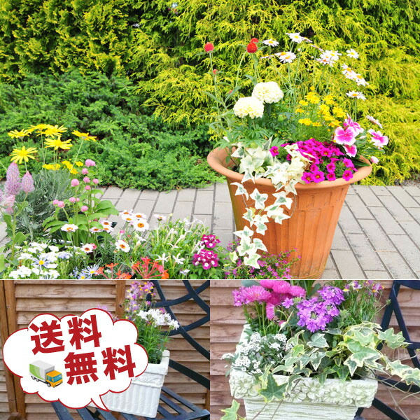 楽天市場】クリスマスローズ ダブル 開花株 ピンクグラデーション