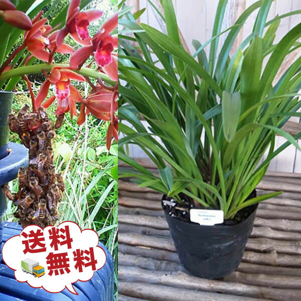 楽天市場】キンリョウヘン 金稜辺 5芽以上 花芽付き 5.5号サイズ大株苗