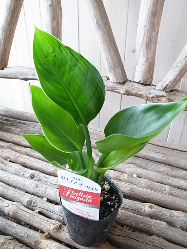 楽天市場】ストレリチア オーガスタ 観葉植物 3号ポット 苗 おしゃれ