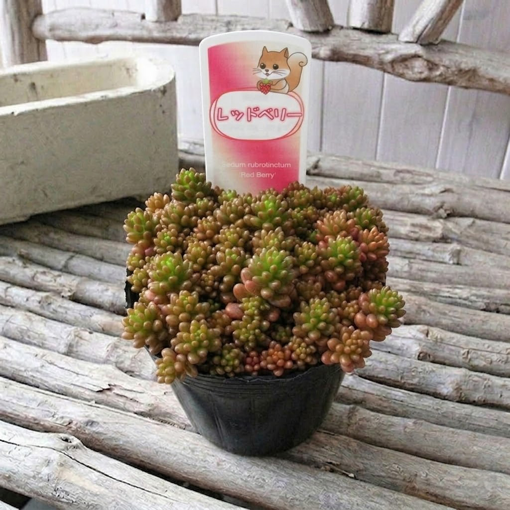 楽天市場】多肉植物 セダム レッドベリー 2.5号サイズ 5株セット 苗
