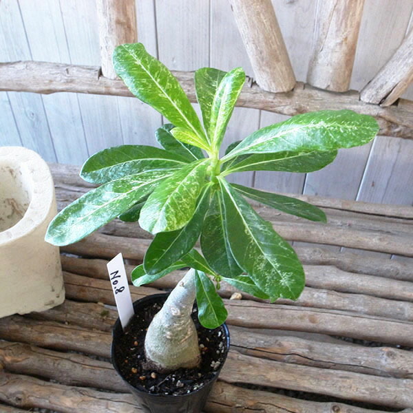 楽天市場】アデニウム 塊根植物 希少 斑入り アデニウム 3号POT苗 現品