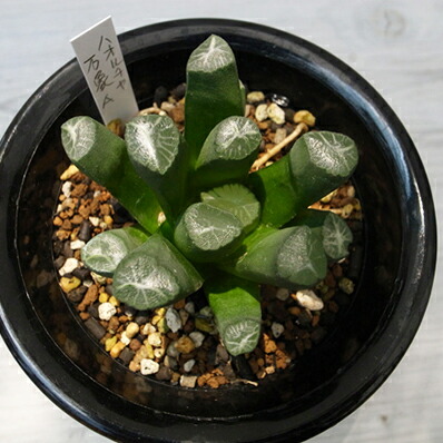 楽天市場】レア品現品 ハオルチア 万象 A 大株4号懸崖鉢 多肉植物