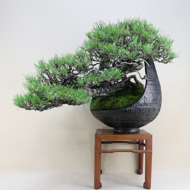 楽天市場】【盆栽鉢】 時代鉢 瀬戸 青磁丸鉢（径26.5cm 無傷）いよじ園