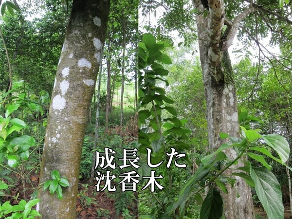楽天市場】台湾輸出用 ベトナム産高級栽培沈香 5g 量り売り サンプル