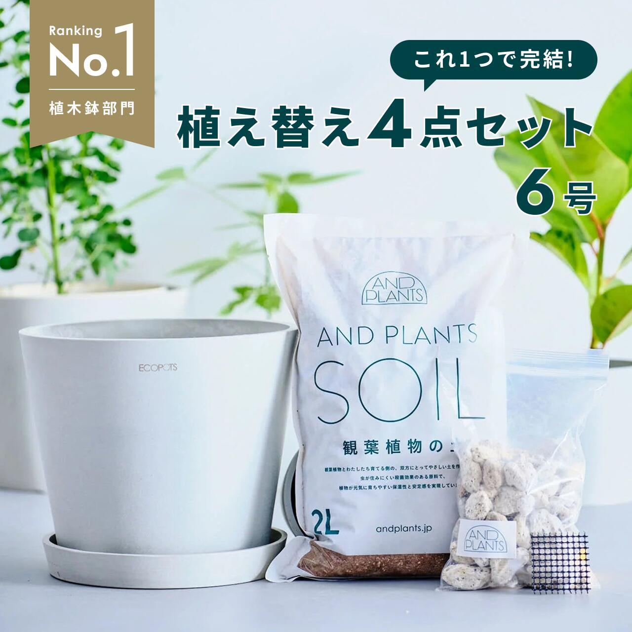 楽天市場】観葉植物 植え替え セット Sサイズ 6号 植木鉢 ホワイト
