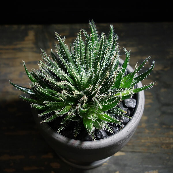楽天市場】【世界最小】 アロエ ハオルチオイデス 鉢植え多肉植物