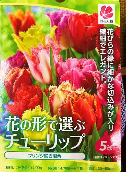 楽天市場】チューリップ球根 5球フリンジ咲 : 荒川種苗