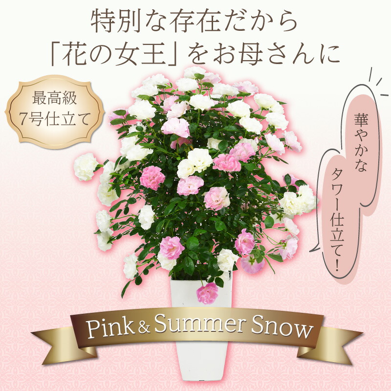 楽天市場】母の日 花 バラ 鉢植え ギフト 2色植え 幻の薔薇 ピンク