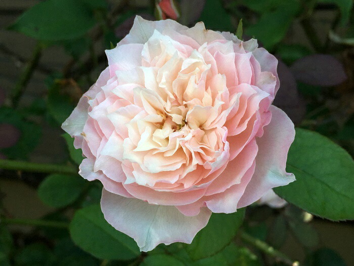 楽天市場】【冬季大苗】バラ苗 ルリール 国産苗 6号鉢植え品［契約品種