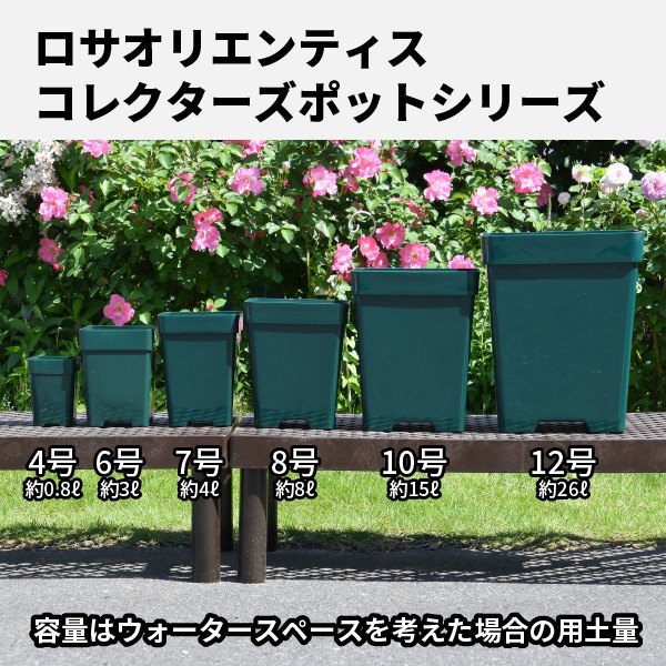 楽天市場】【10角】プレミアローズセレクション【10号角深鉢】ロサ