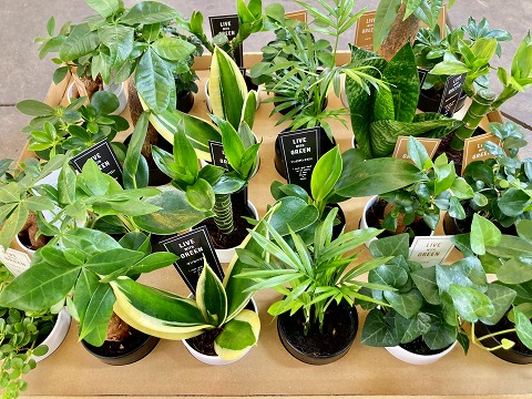 楽天市場】ミニ観葉（ミニ観葉植物セット）2.5号 1ケース（お得な24鉢
