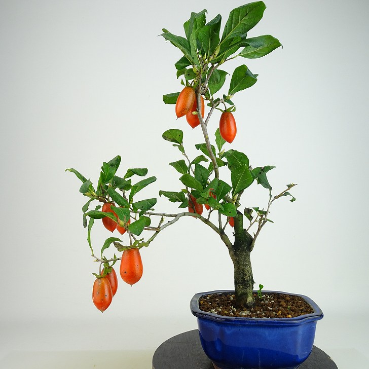 楽天市場】盆栽 老爺柿 長太郎 樹高 約31cm ろうやがき Diospyros