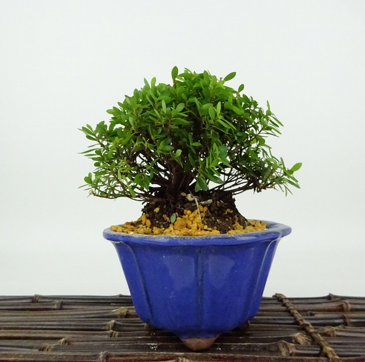 楽天市場】アルプス乙女（盆栽｜花・観葉植物）：花・ガーデン・DIYの通販