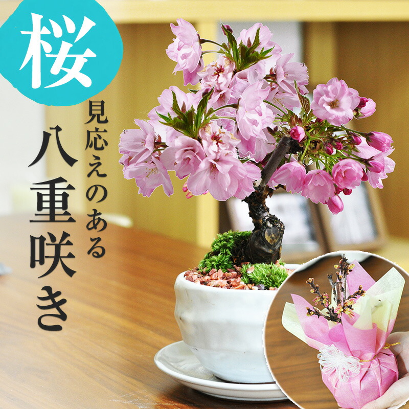楽天市場】 盆栽鉢・山野草鉢 : 盆栽妙 楽天市場店
