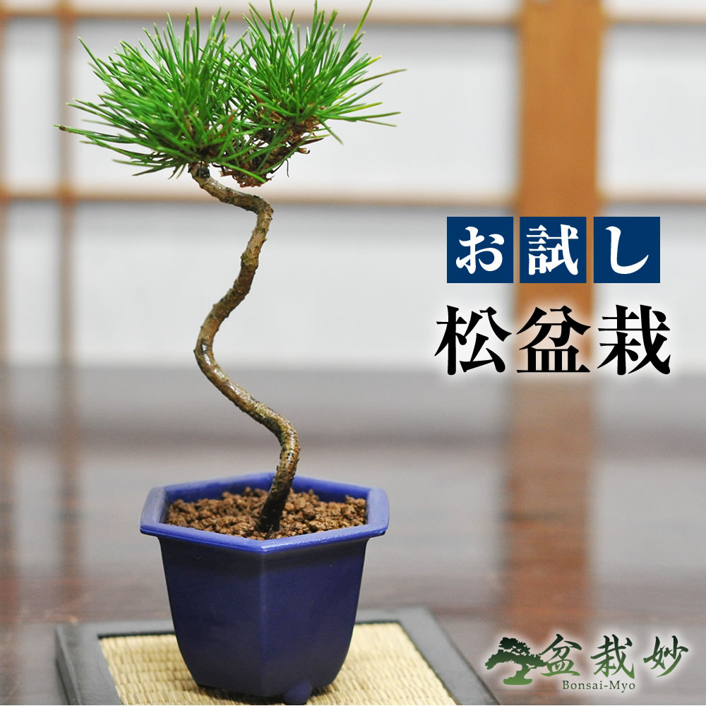 楽天市場】（株）一樹園 黒松 中品盆栽／樹齢40年 : 一樹園