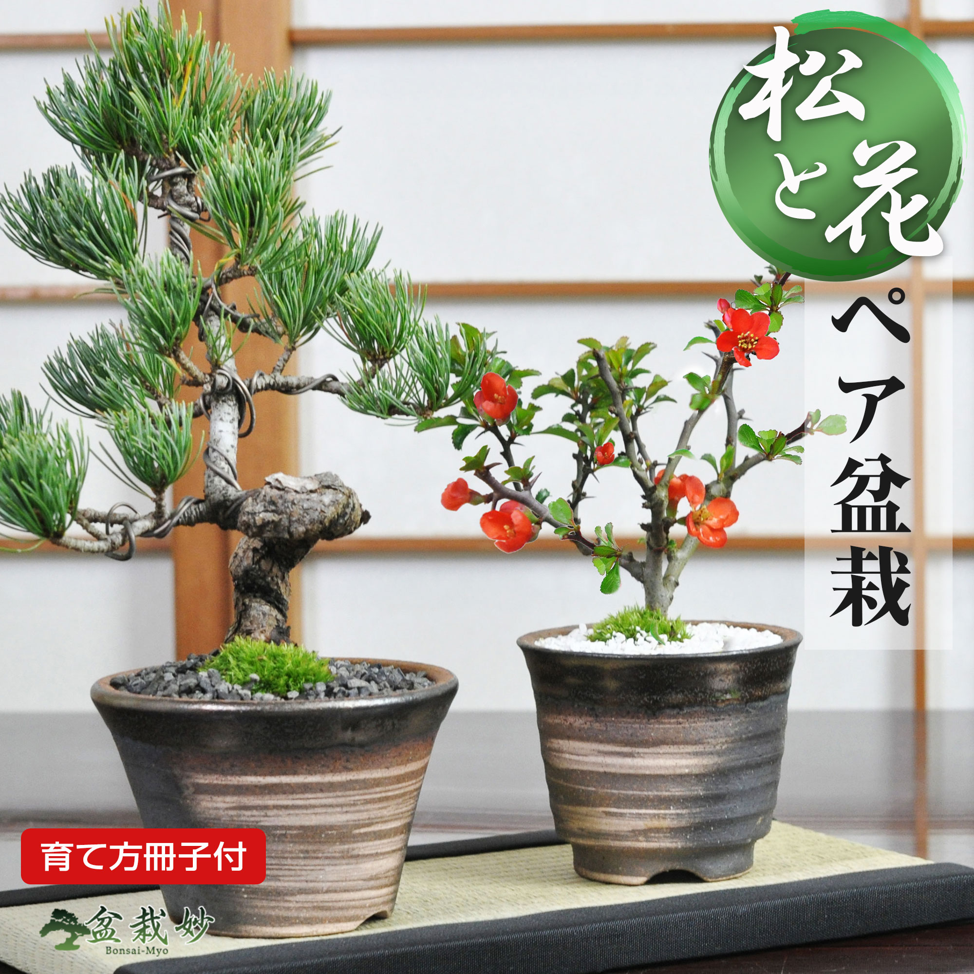 楽天市場】盆栽 松 花 五葉松 長寿梅 万古焼 ペアセット ミニ盆栽