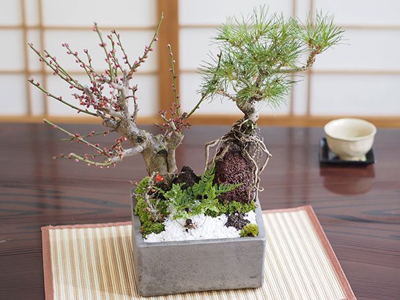 楽天市場】盆栽 松 梅 黒松と紅白梅の寄せ植え 松盆栽 梅盆栽 梅の盆栽