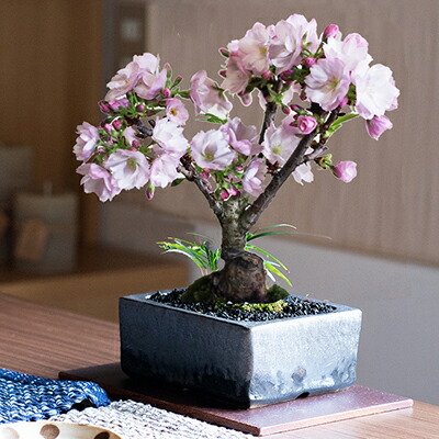 楽天市場】桜 盆栽 ミニ盆栽 桜盆栽 ミニ桜 旭山桜 ミニ 和モダン 金彩