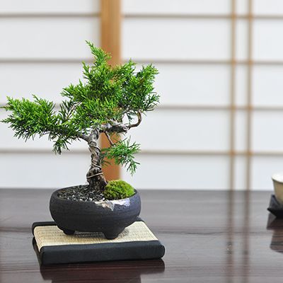 楽天市場】盆栽 真柏 ミニ真柏 ミニ盆栽 初心者 室内鑑賞 ミニ 松柏