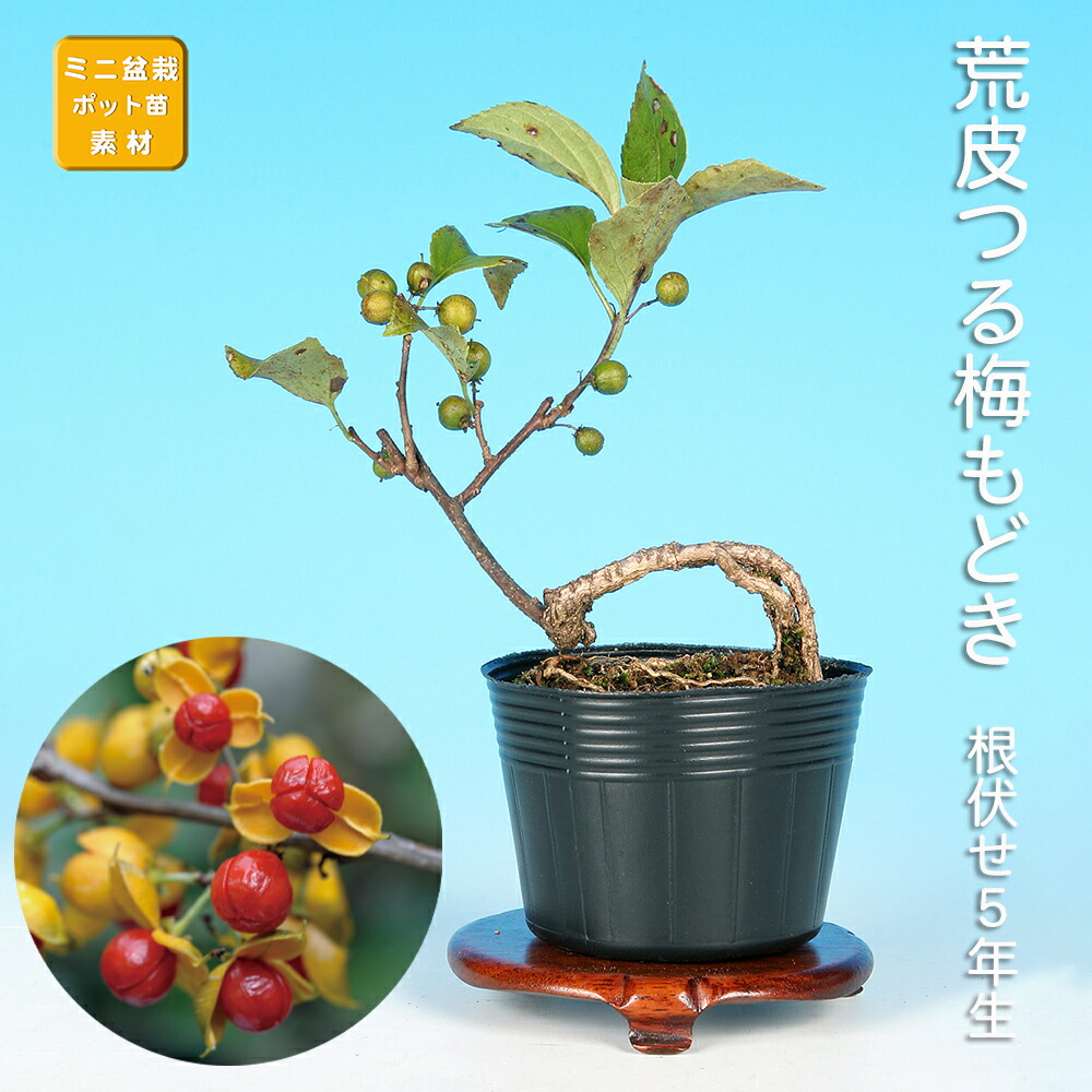 植木 盆栽 ウメモドキ」の人気商品一覧 | 安い商品を通販サイトから