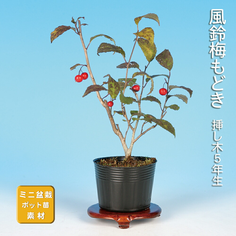 植木 盆栽 ウメモドキ」の人気商品一覧 | 安い商品を通販サイトから