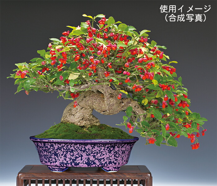 楽天市場】盆栽鉢 植木鉢 「平安泉山紫結晶楕円鉢」 山草鉢 色鉢