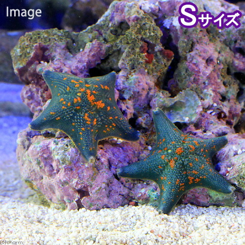 楽天市場】（海水魚）ヒトデ イトマキヒトデ おまかせカラー（1匹